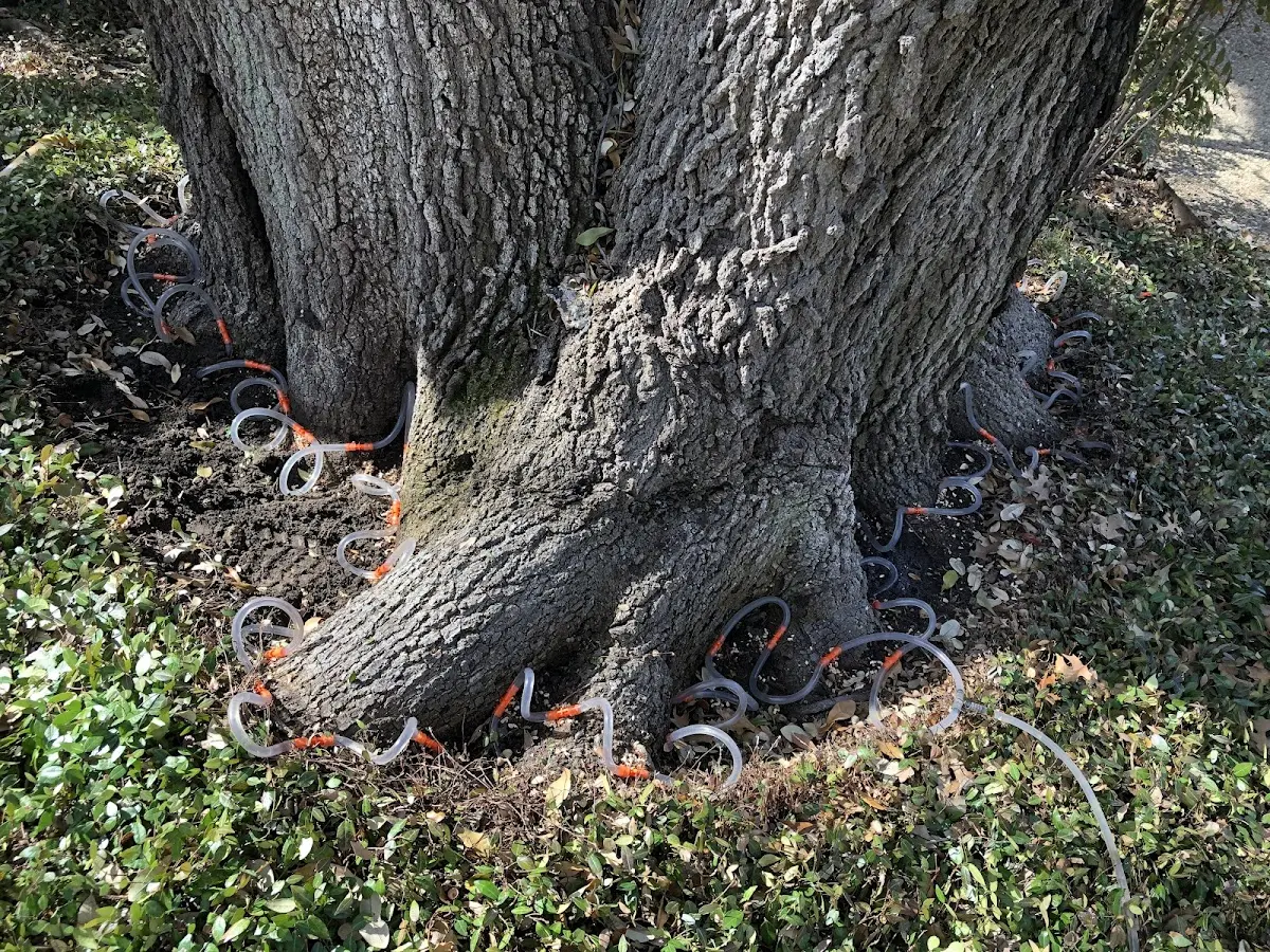 Detailed Tree Cabling and Bracing job site in Grand Mound