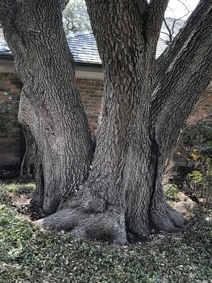 Mature heritage tree close to a Grand Mound property cared for by certified arborists